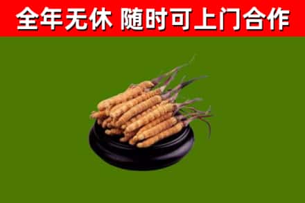 海北烟酒回收冬虫夏草.jpg